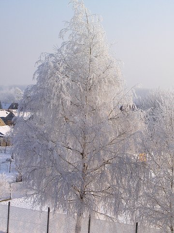Zima v lese